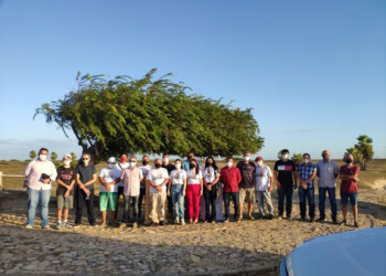 Ponto turístico Árvore Penteada será reformado e ampliado em Luís Correia